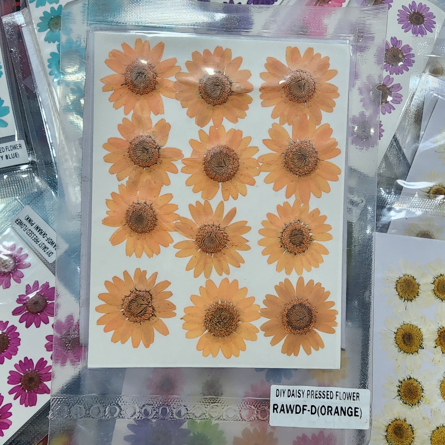 Natural Dried Pressed Daisy