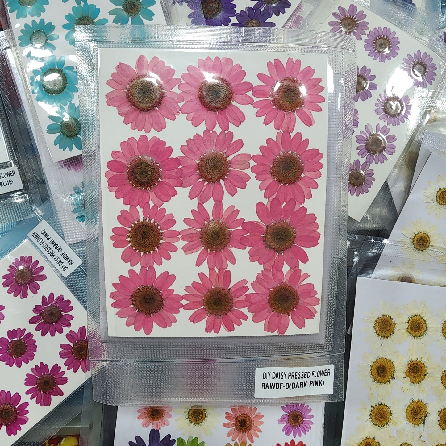 Natural Dried Pressed Daisy