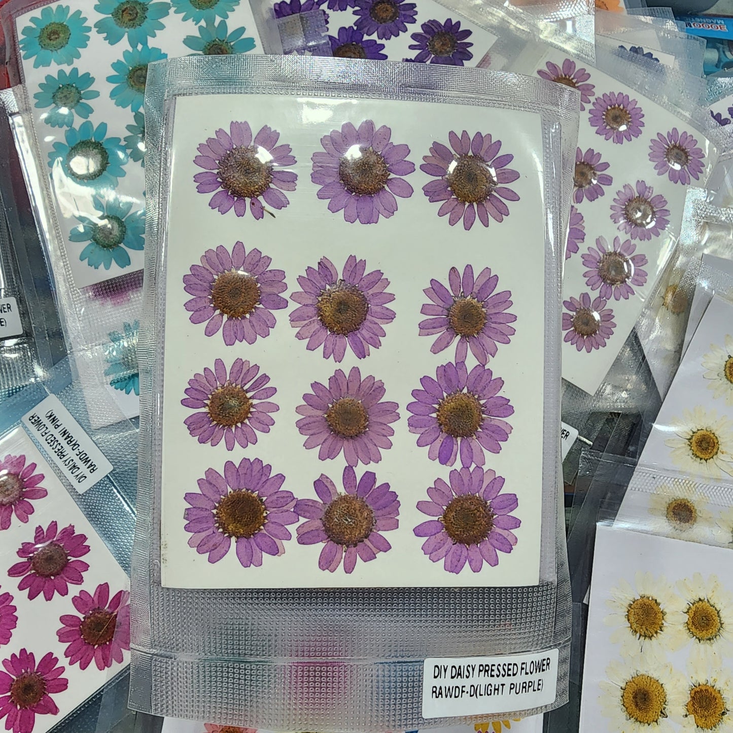 Natural Dried Pressed Daisy