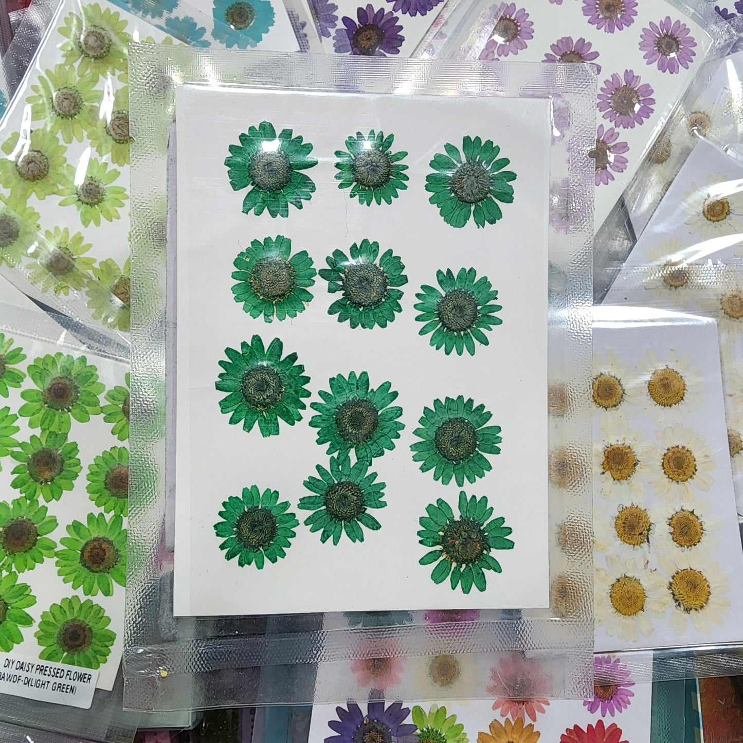 Natural Dried Pressed Daisy