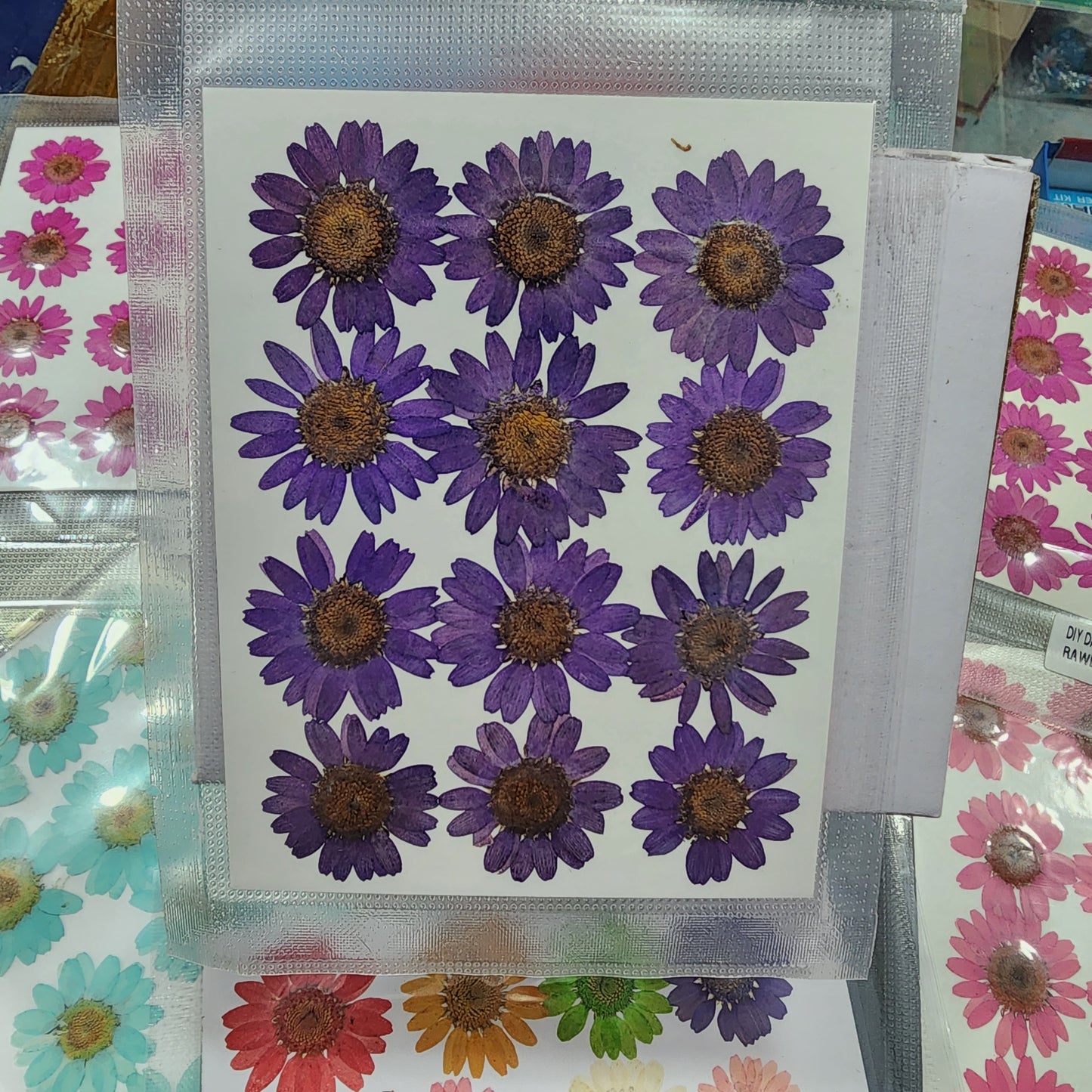 Natural Dried Pressed Daisy