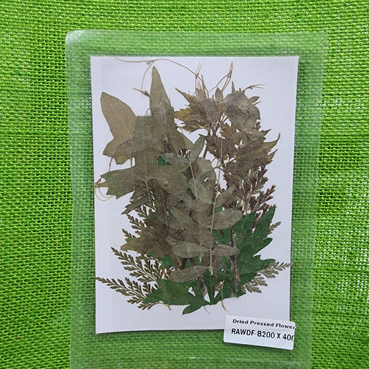 Natural Dried Leaves