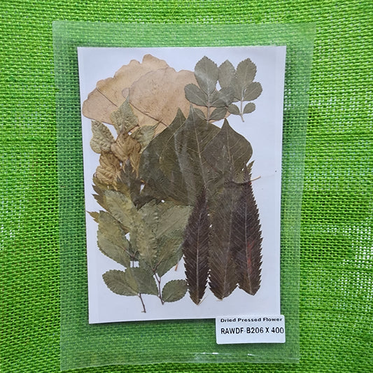 Natural Dried Leaves