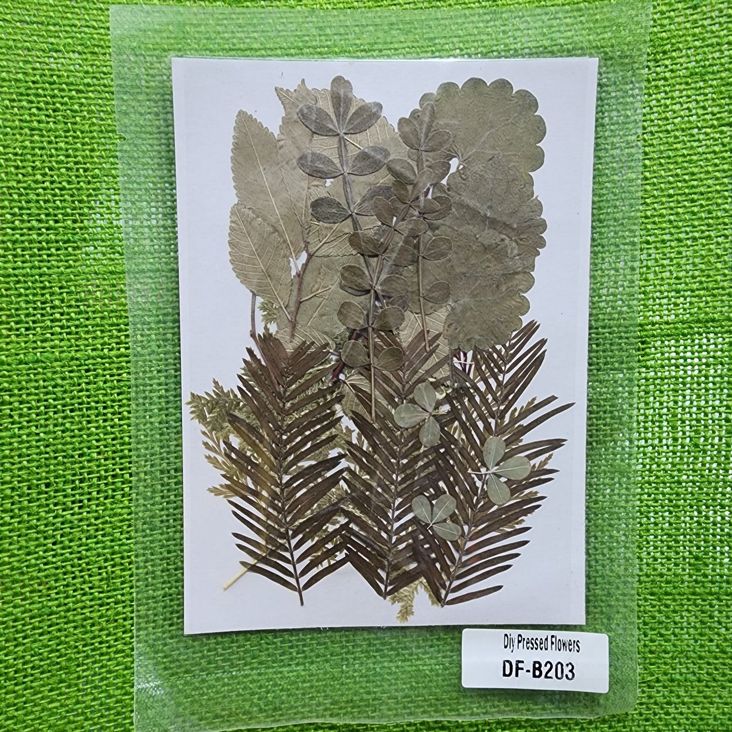 Natural Dried Leaves