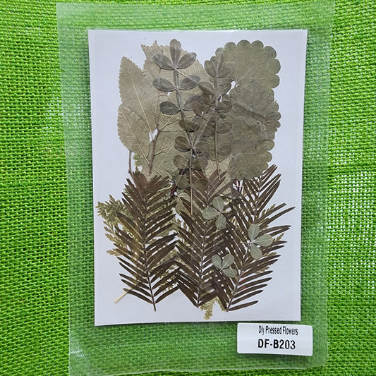 Natural Dried Leaves