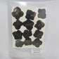 Natural Dried Pressed Flower - 4 Kali / Hydregans