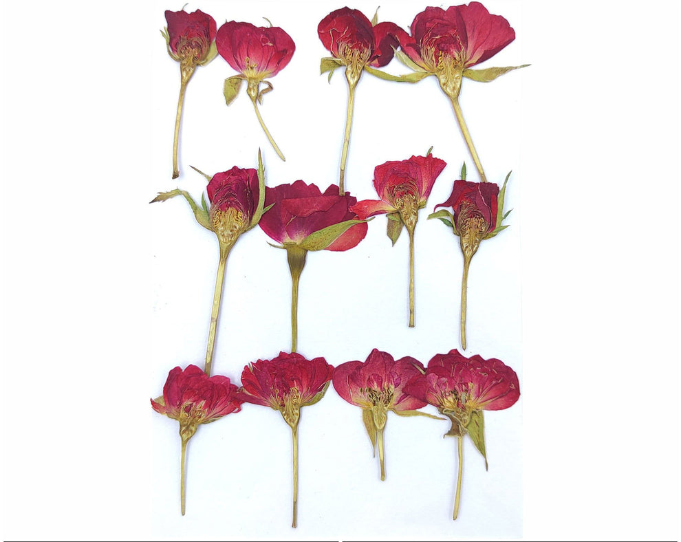 Natural Dried Pressed Rose 12 Pc's