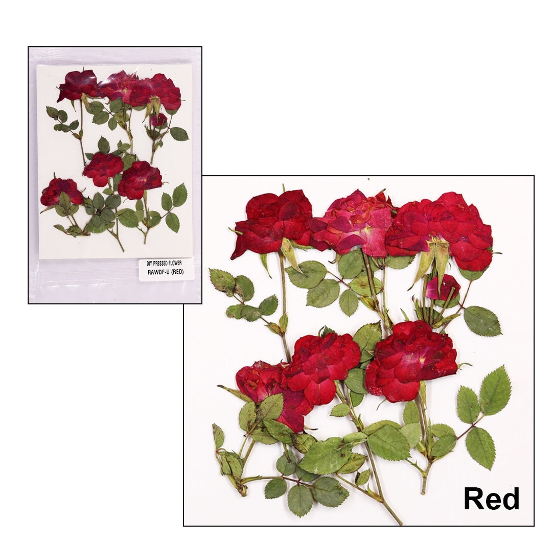 Natural Dried Pressed Rose