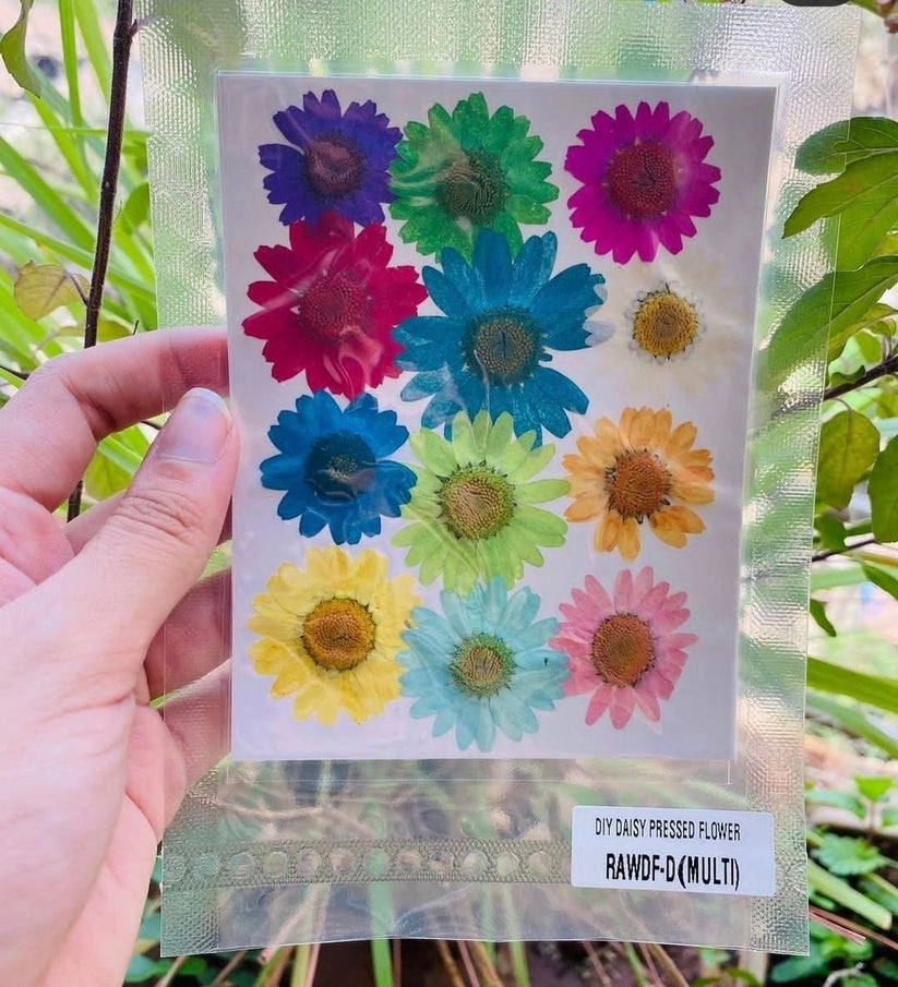 Natural Dried Pressed Daisy