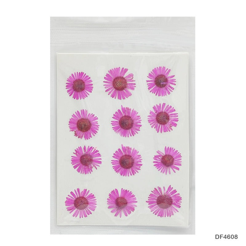 Natural Dried Pressed Chrysanthemum