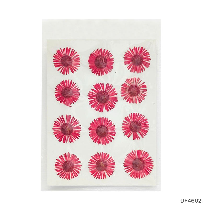 Natural Dried Pressed Chrysanthemum