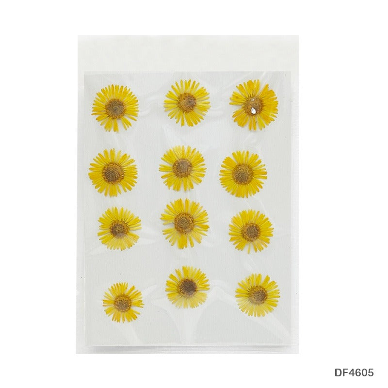 Natural Dried Pressed Chrysanthemum