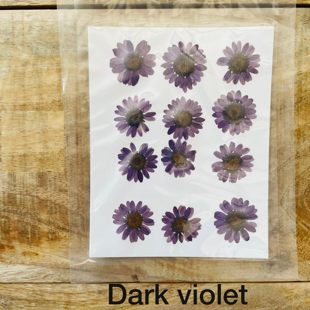 Natural Dried Pressed Daisy