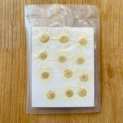 Natural Dried Pressed Daisy