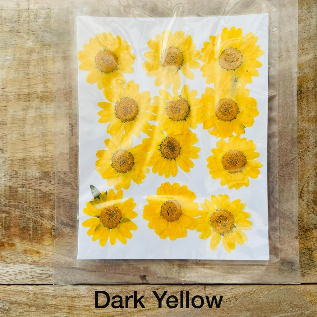 Natural Dried Pressed Daisy