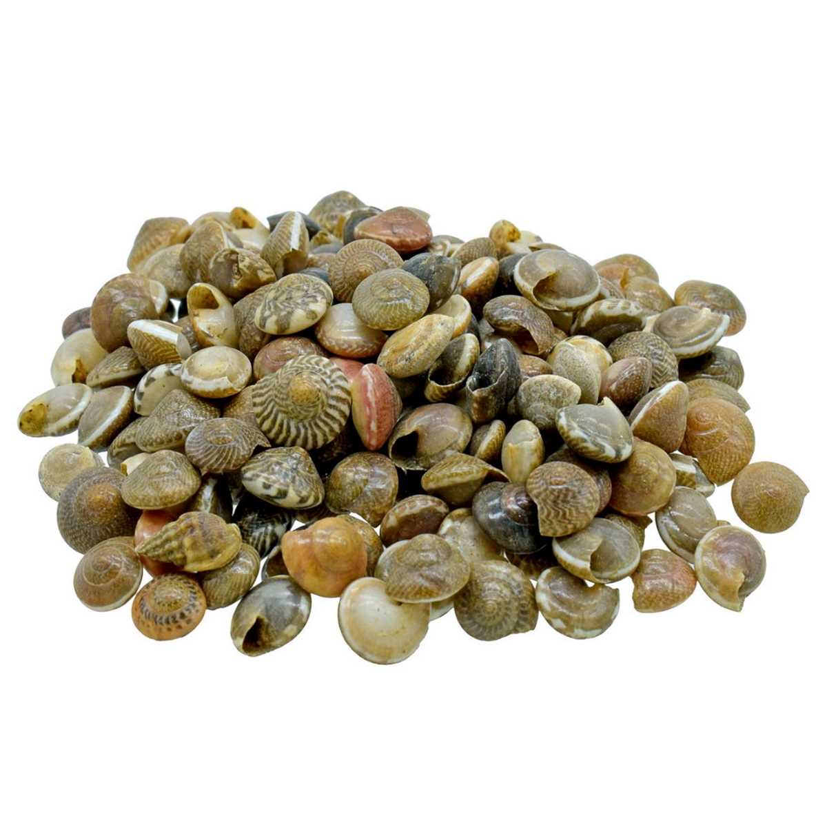 Pabukannu Shells - 100 Grams