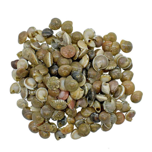 Pabukannu Shells - 100 Grams