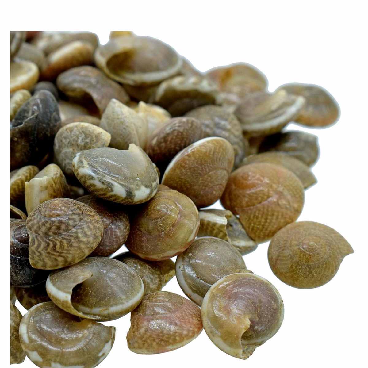 Pabukannu Shells - 100 Grams