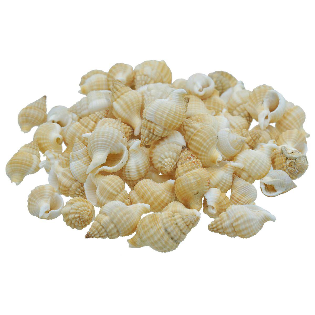 Seashell Fampan Malipal - 80 Grams