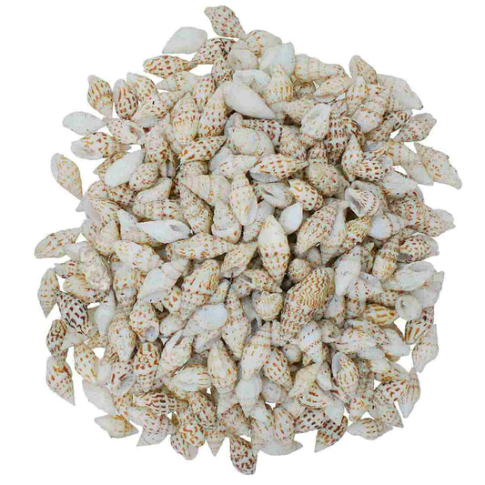 Seashell Dori Sangv Mani - 100 Grams