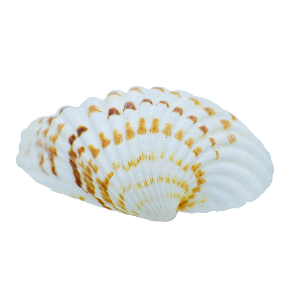 Pulli Chippi Shells - 100 Grams