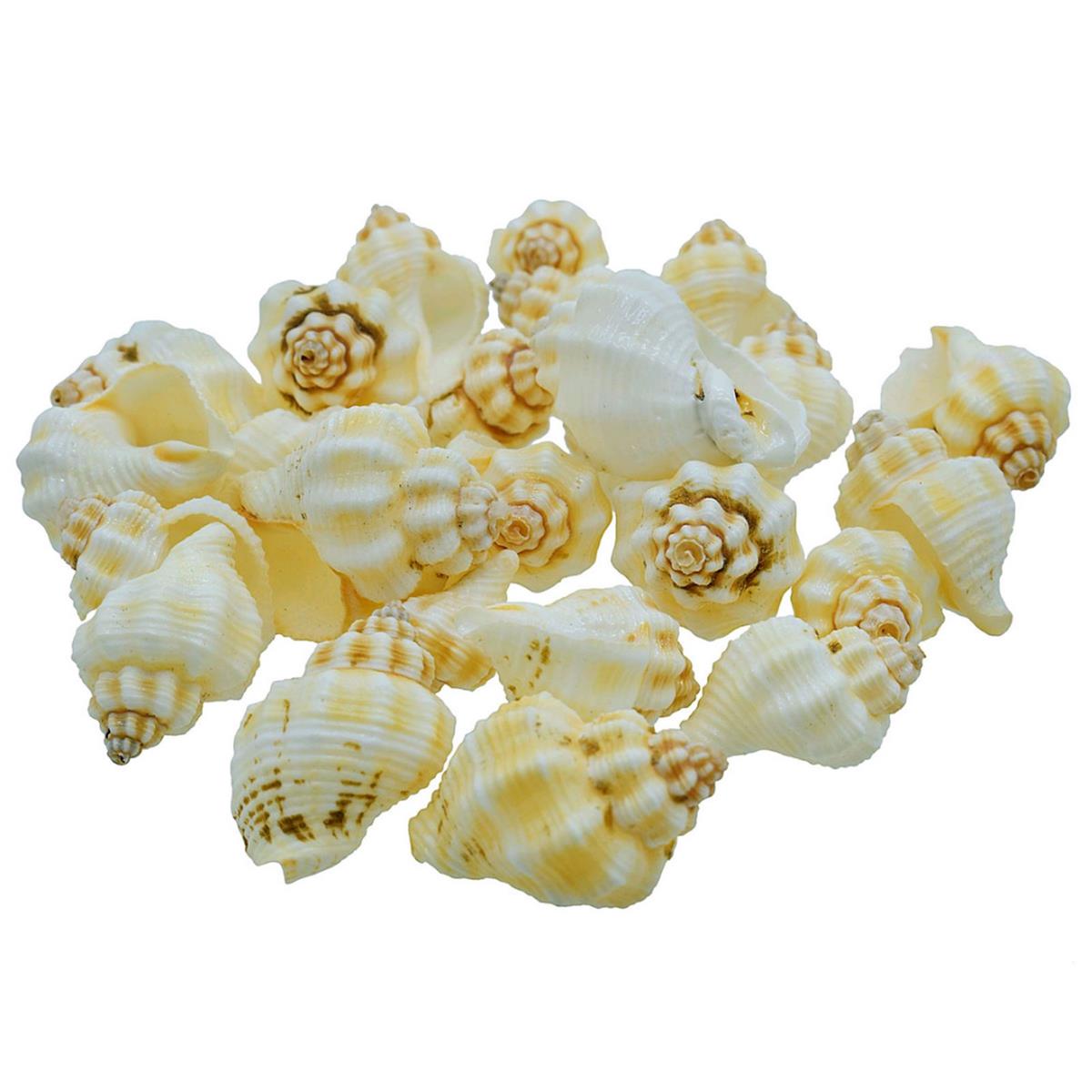 Nellikai Shells - 50 Grams