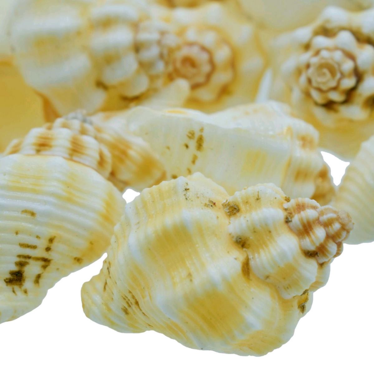 Nellikai Shells - 50 Grams