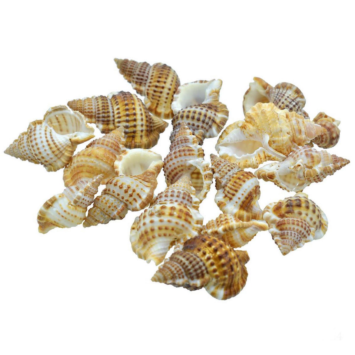 Seashell Small Semam - 50 Grams