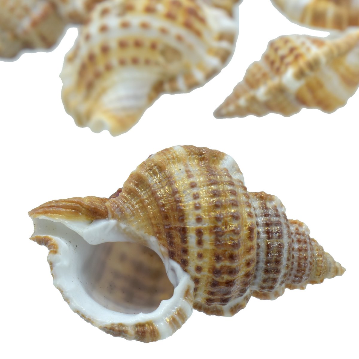 Seashell Small Semam - 50 Grams