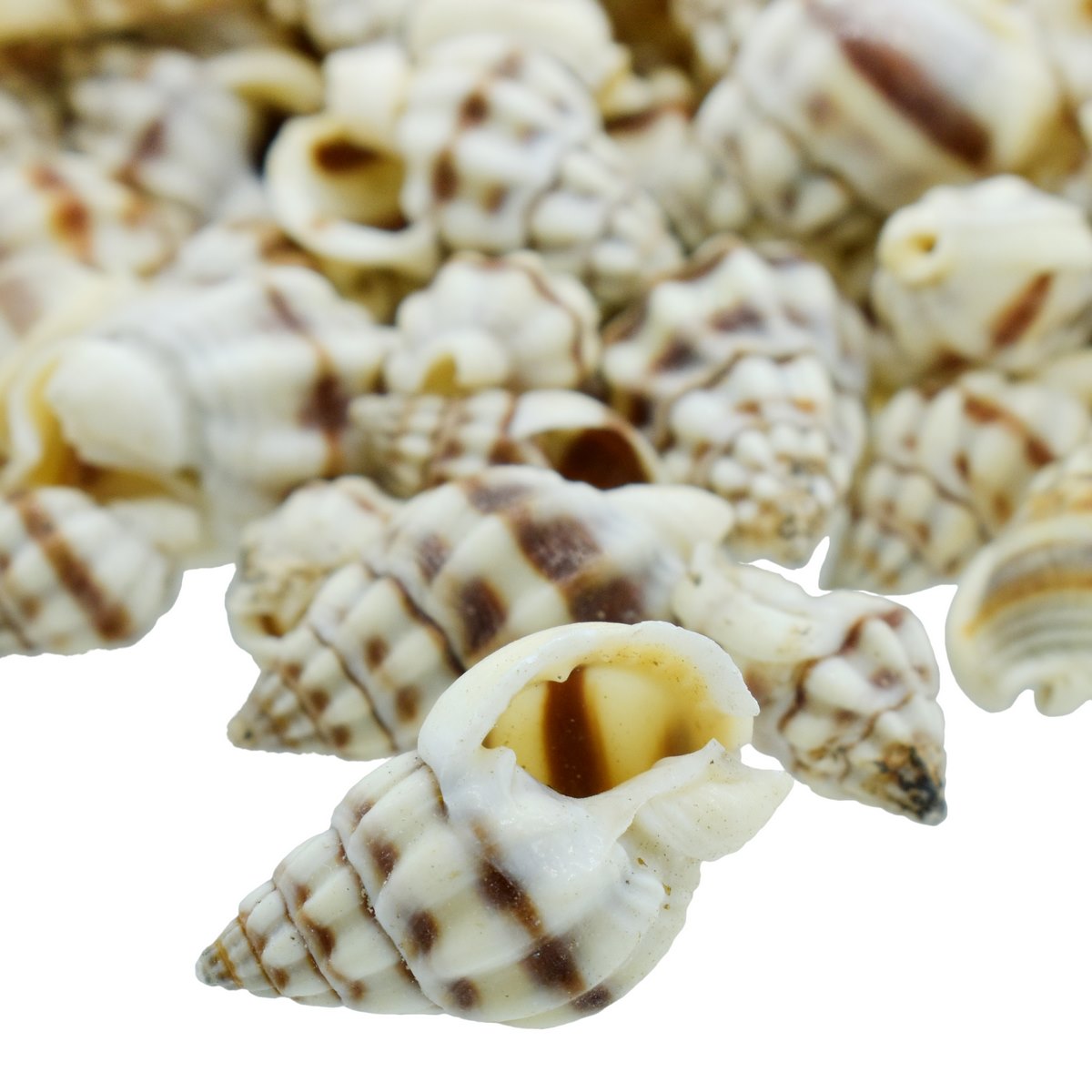 Seashell Vari kaka Mukku - 100 Grams