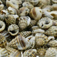 Shells Kaka Mooku 100grams